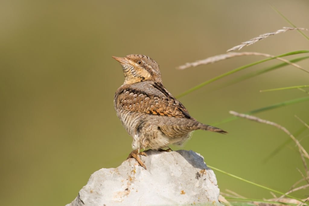 passaro torcicolo