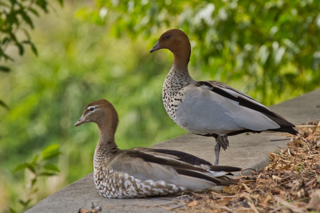 pato-australiano 