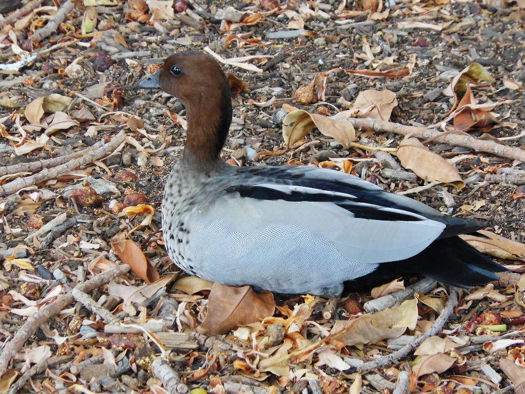 pato-australiano 