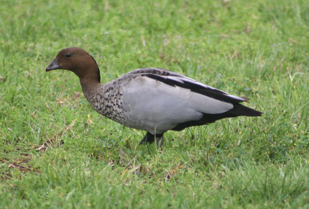 pato-australiano 