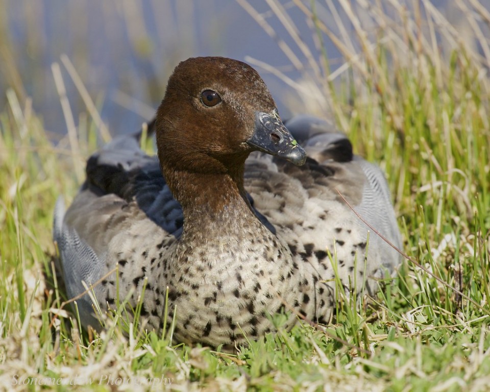 pato-australiano