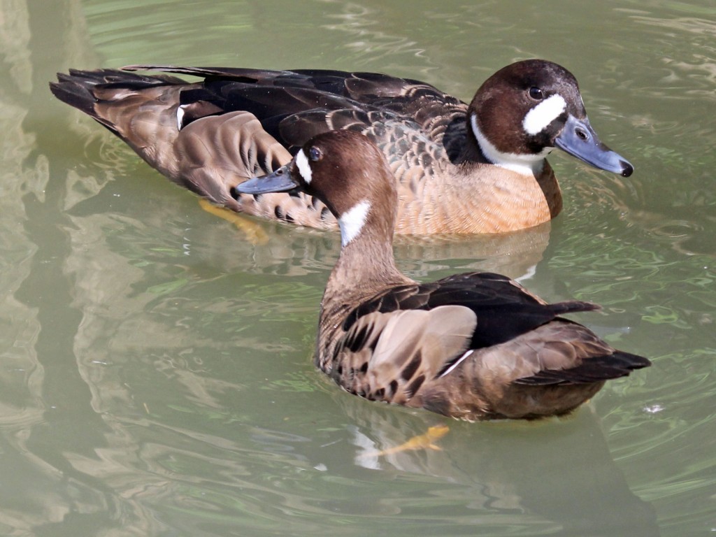 pato-de-asas-bronze