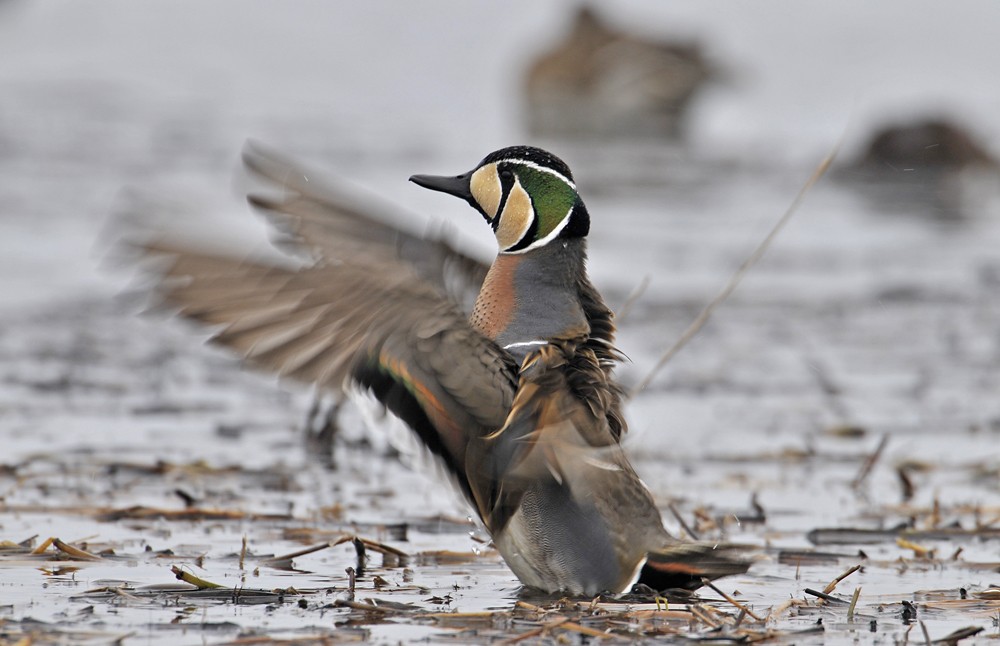 pato-de-baikal 