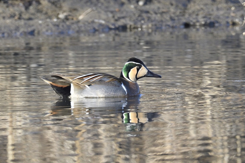 pato-de-baikal 