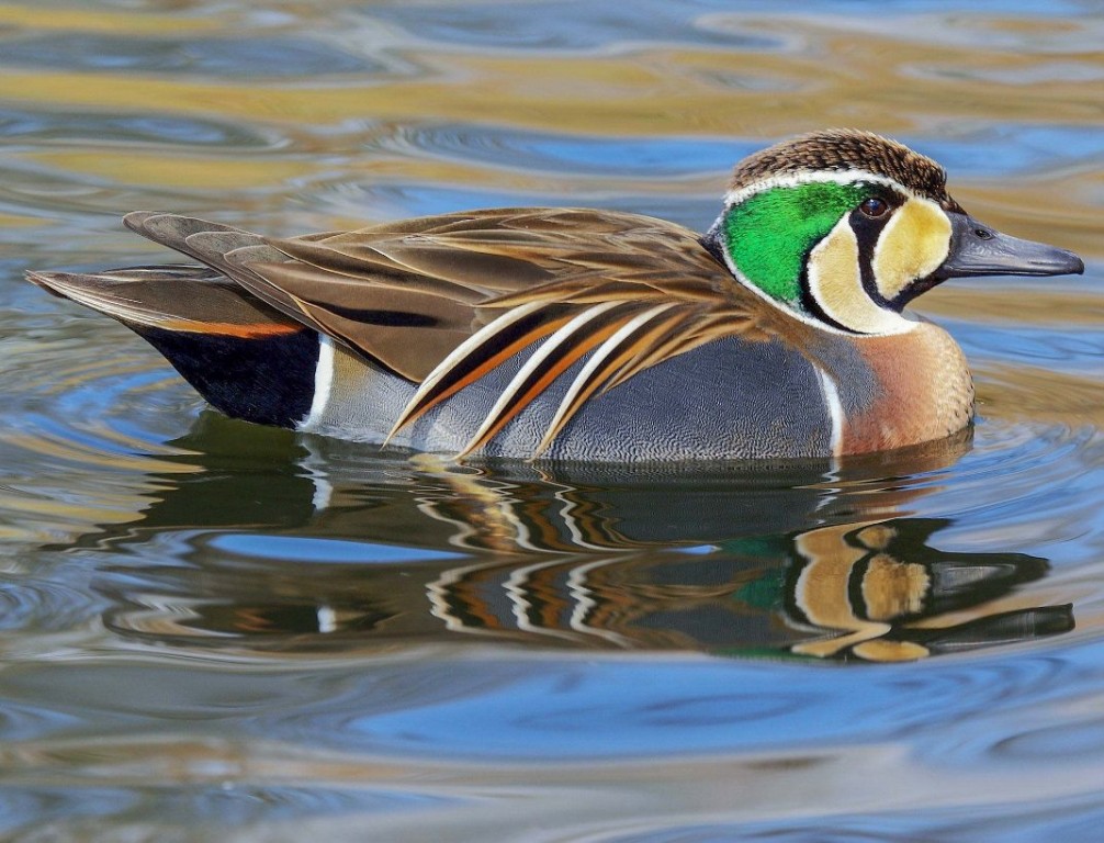 pato-de-baikal 