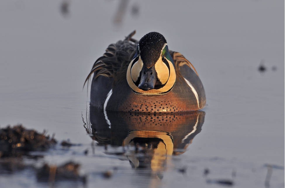 pato-de-baikal