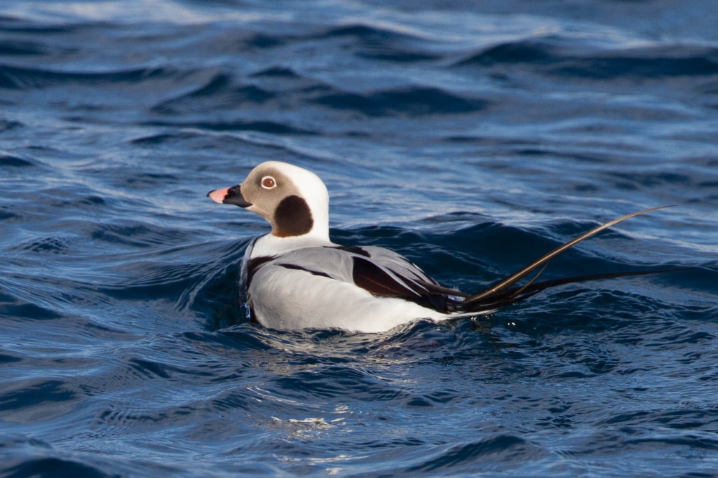 pato-de-cauda-afilada 