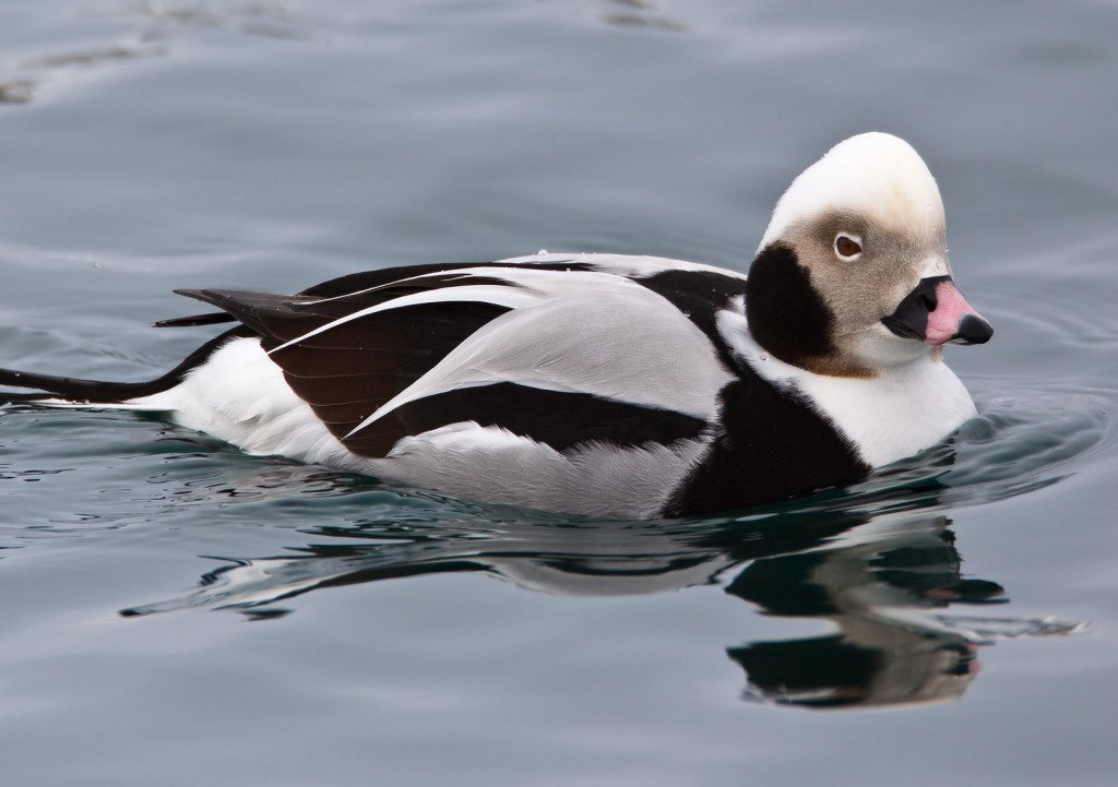 pato-de-cauda-afilada 