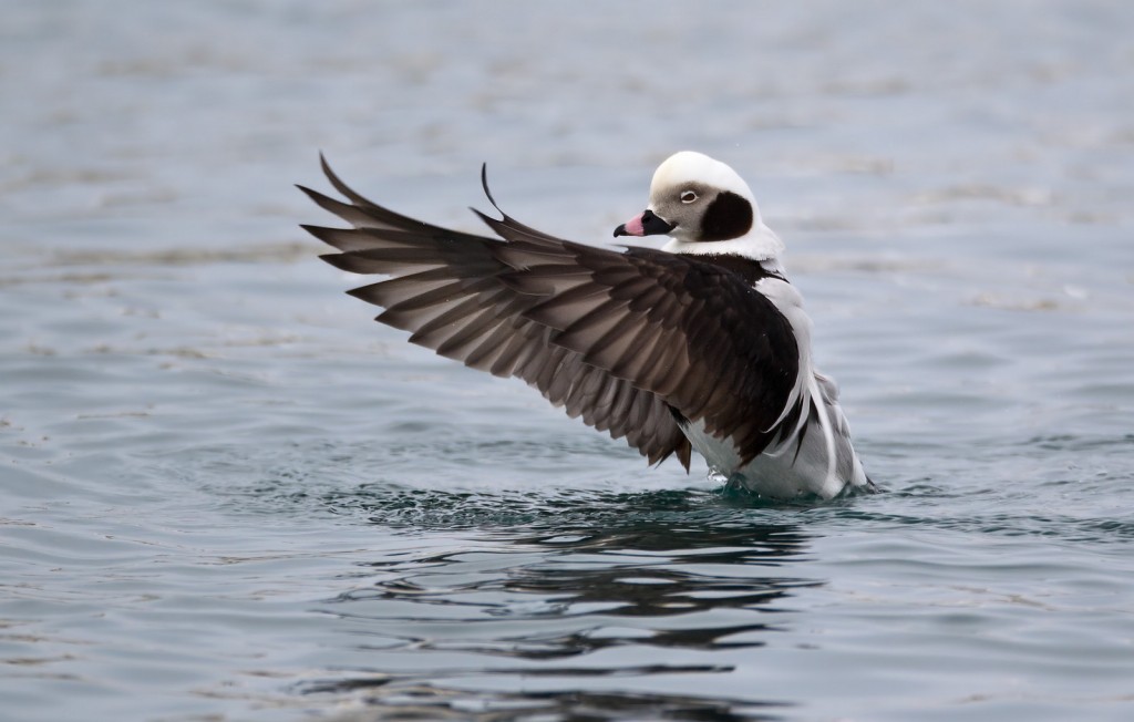 pato-de-cauda-afilada 