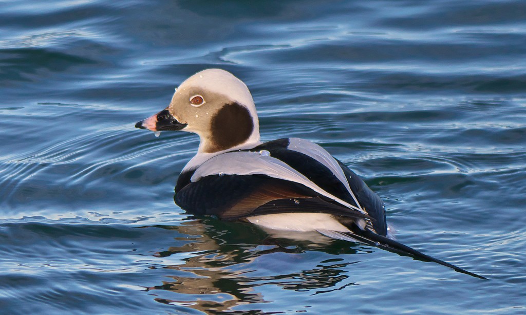 pato-de-cauda-afilada