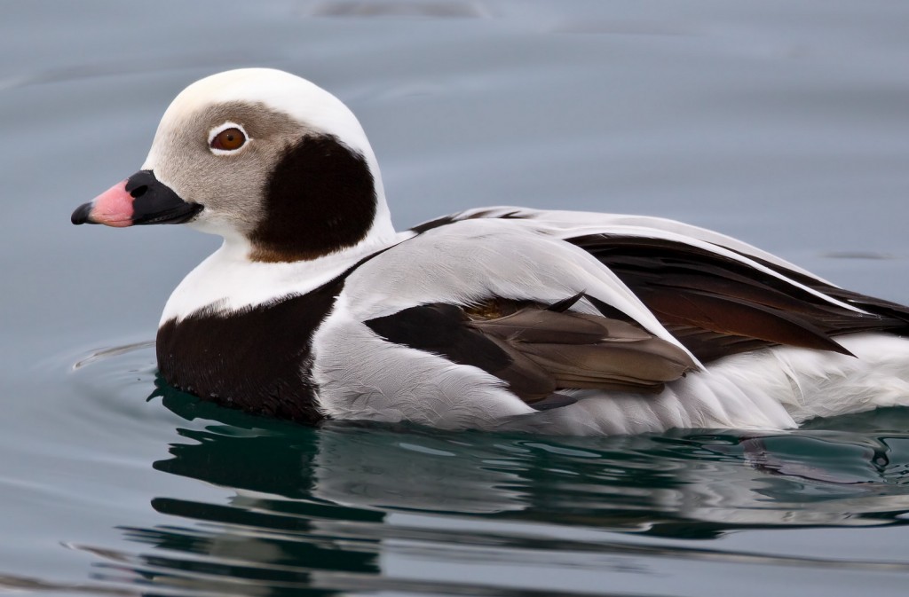 pato-de-cauda-afilada 