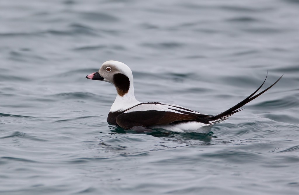 pato-de-cauda-afilada