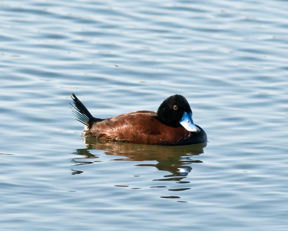 pato-de-fronte-branca 