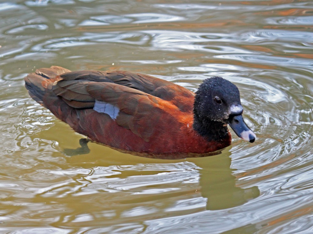 pato-de-fronte-branca