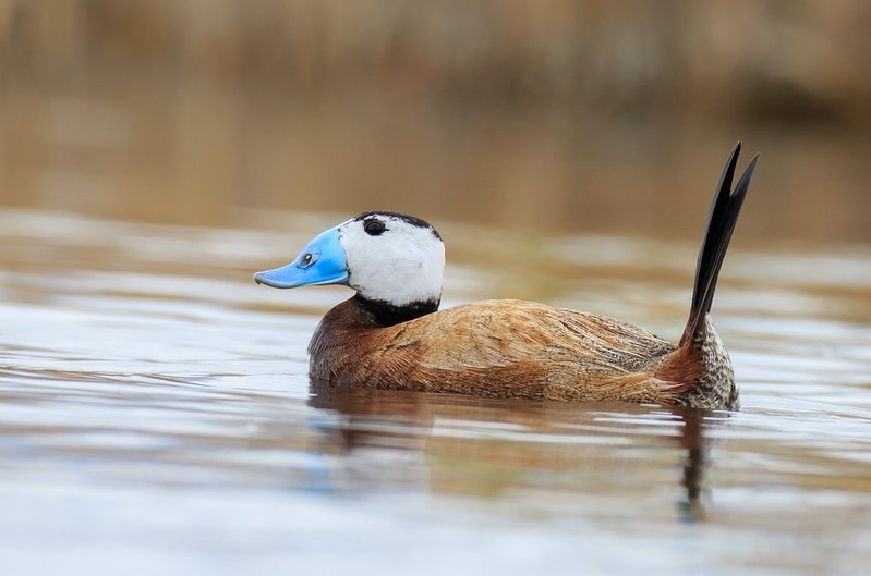 pato-de-rabo-alcado 