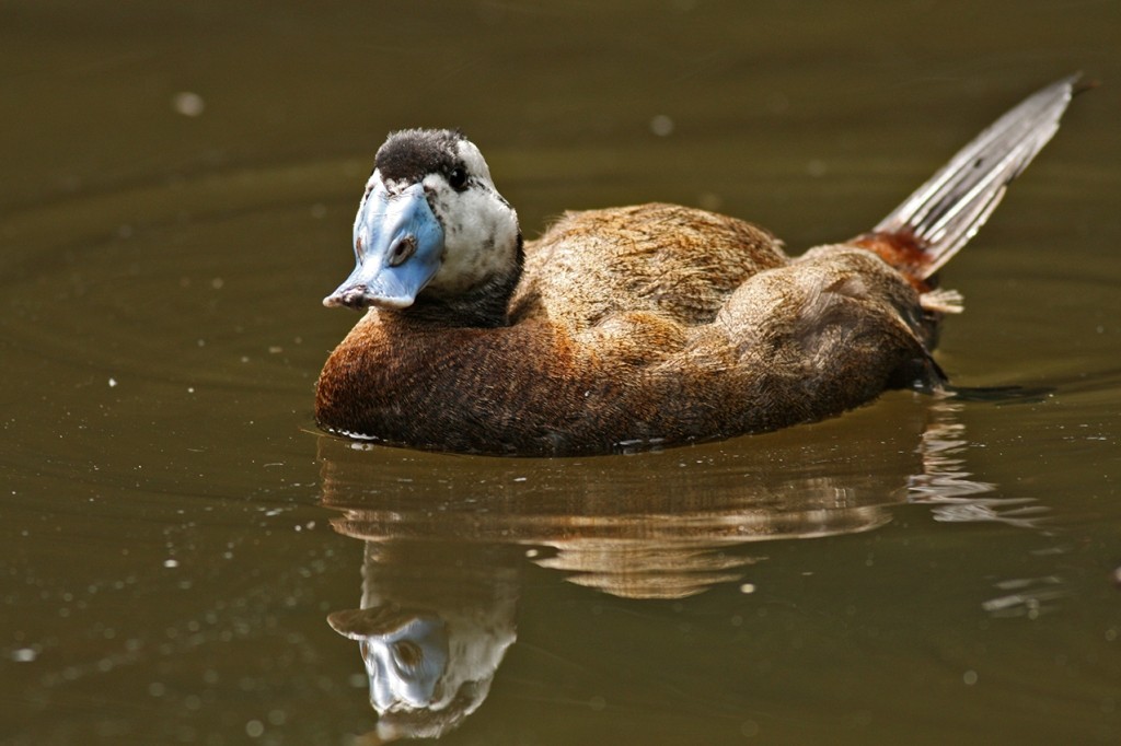 pato-de-rabo-alcado 