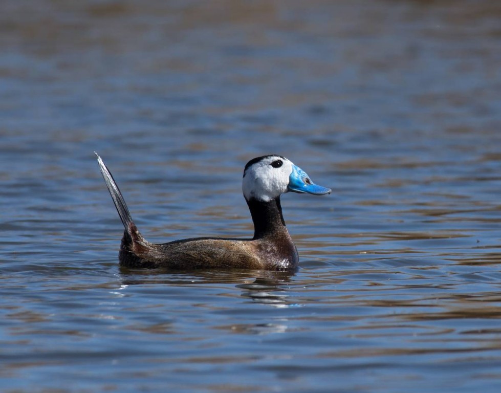 pato-de-rabo-alcado 