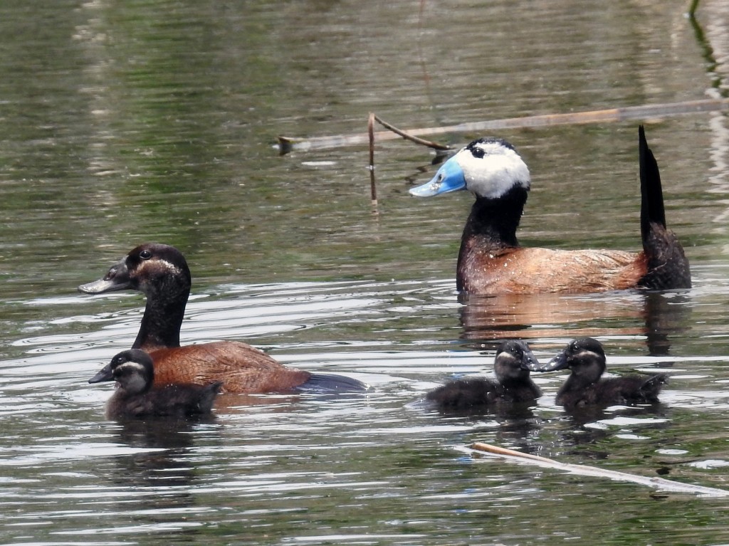 pato-de-rabo-alcado 