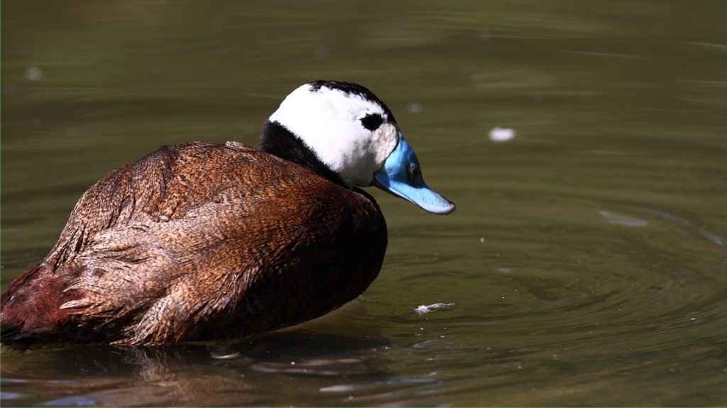 pato-de-rabo-alcado 