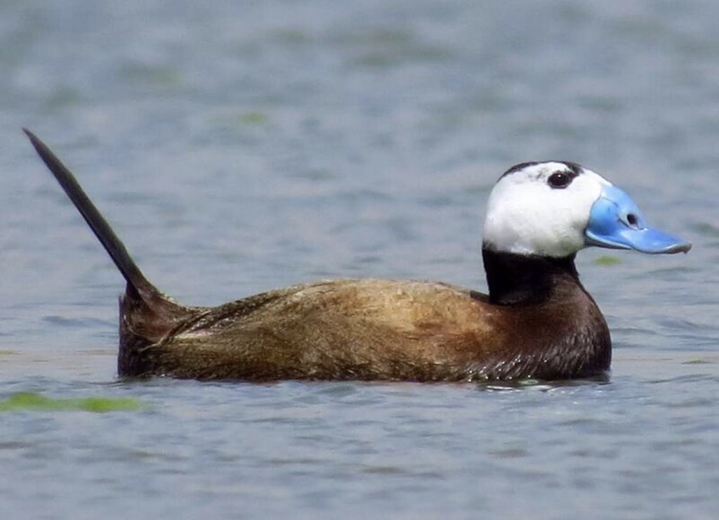 pato-de-rabo-alcado 