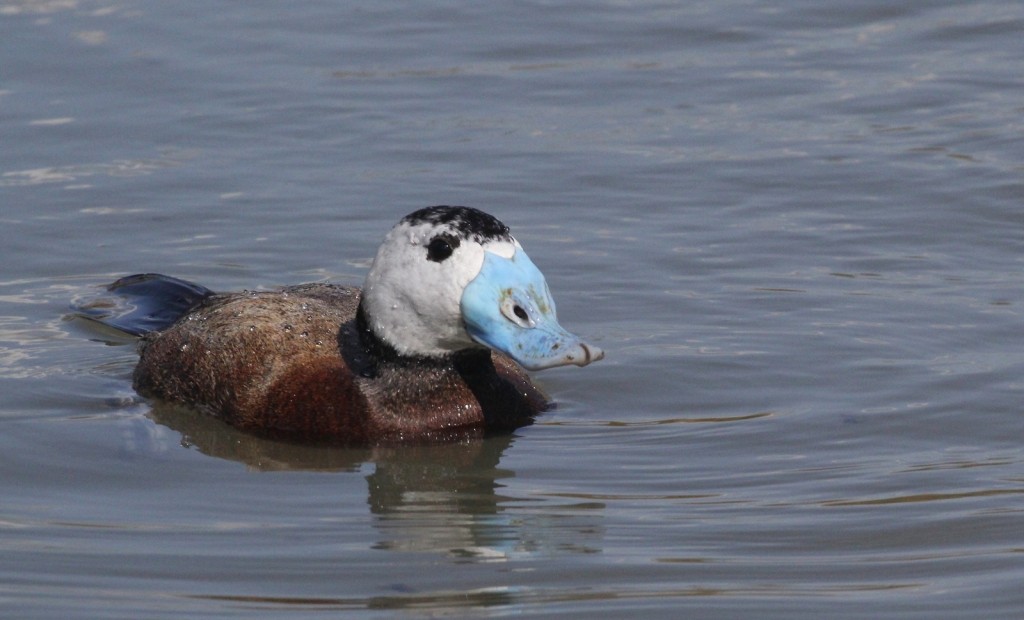 pato-de-rabo-alcado 