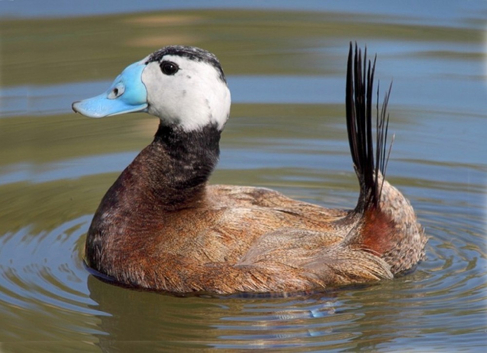 pato-de-rabo-alcado 