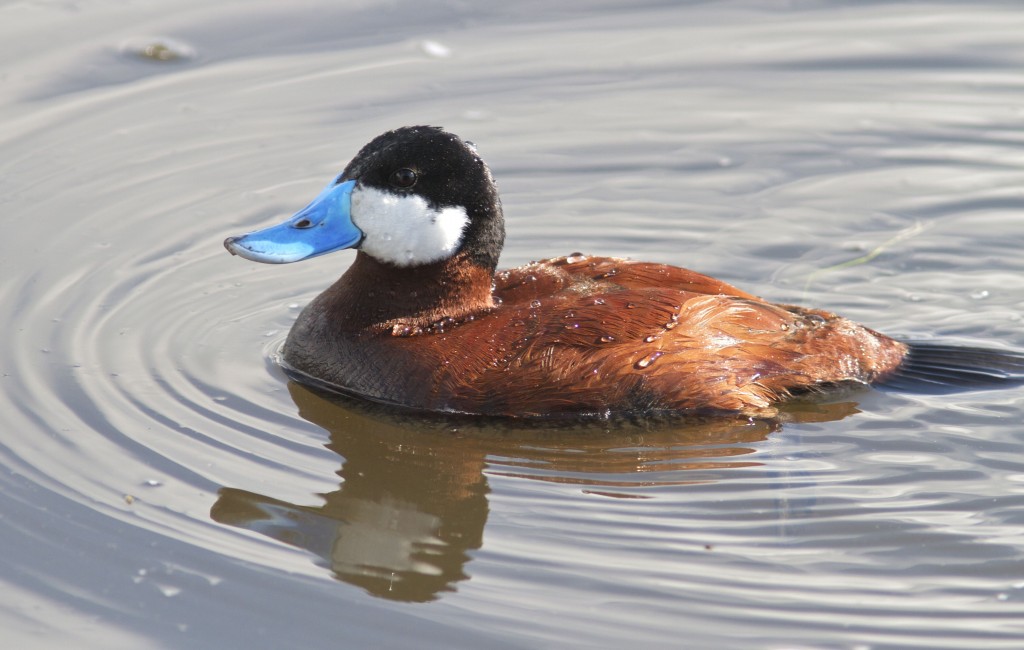 pato-de-rabo-alcado