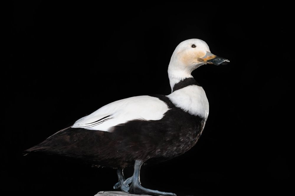 pato-do-labrador