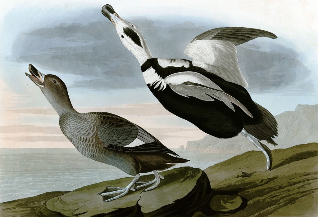 pato-do-labrador macho e femea  