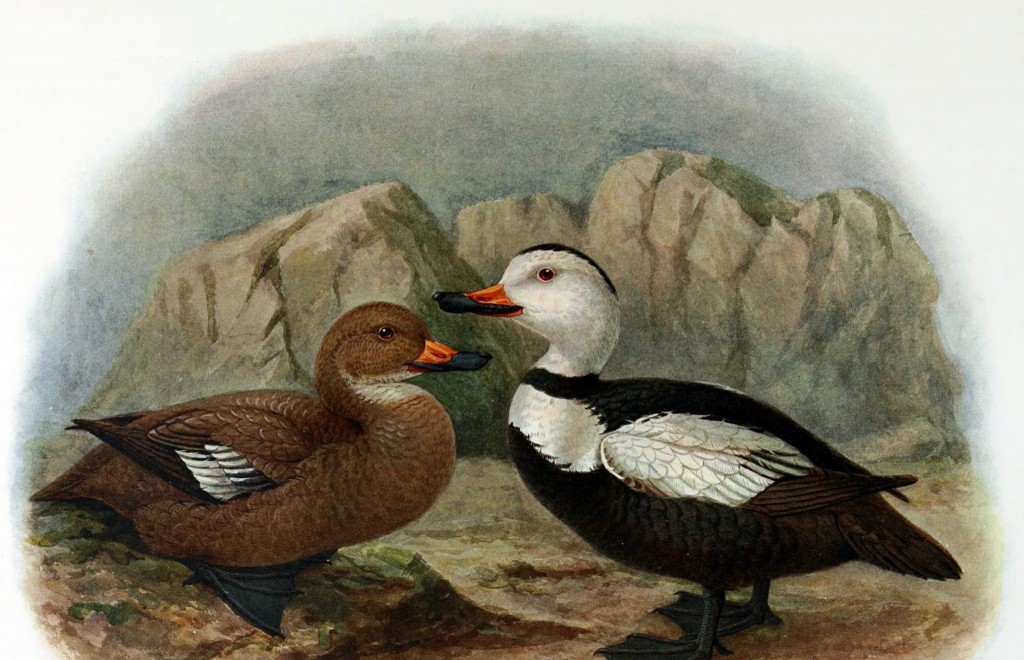 pato-do-labrador macho e femea