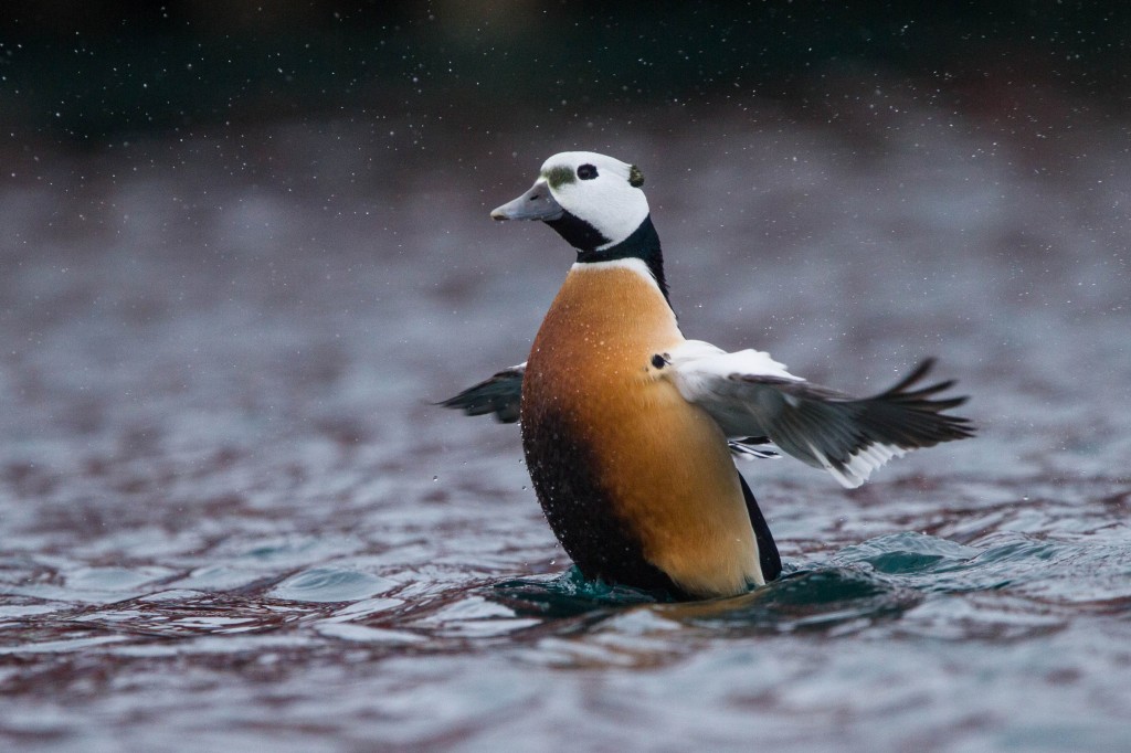 pato-eider-de-steller 