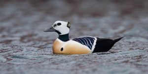 pato-eider-de-steller