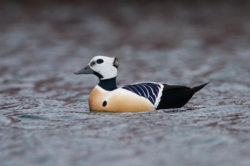 pato-eider-de-steller