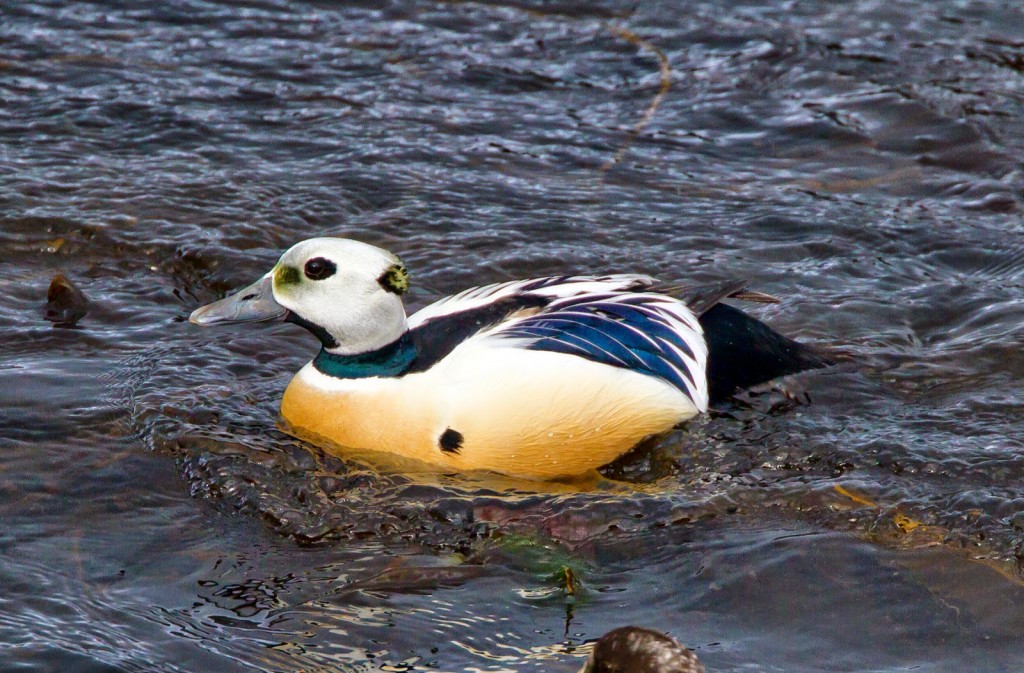 pato-eider-de-steller 