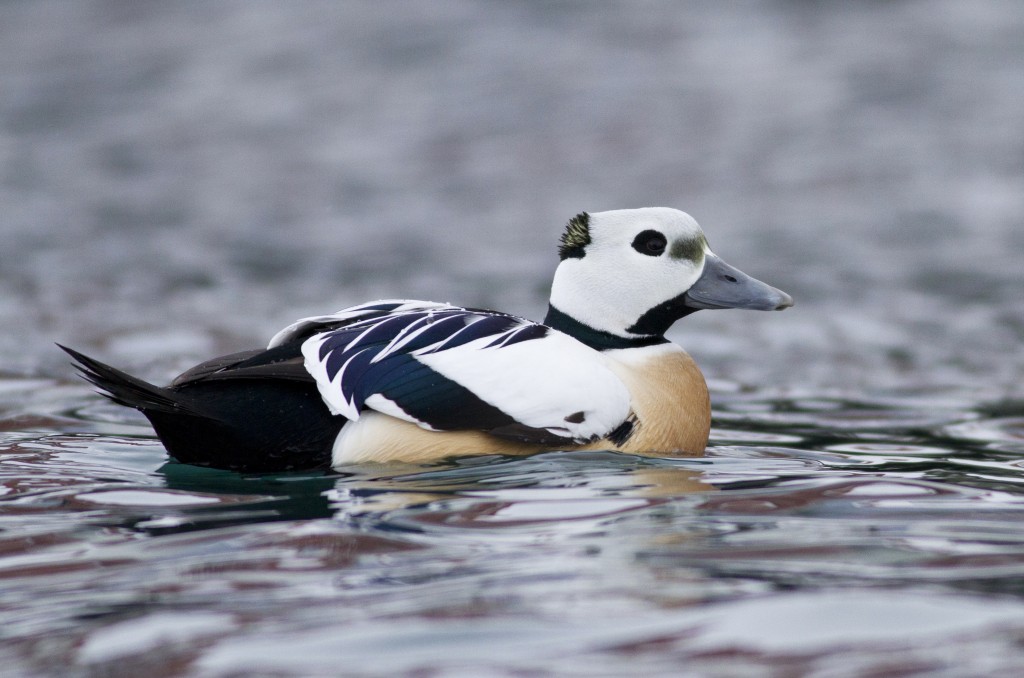 pato-eider-de-steller 