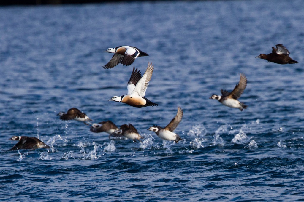 pato-eider-de-steller 