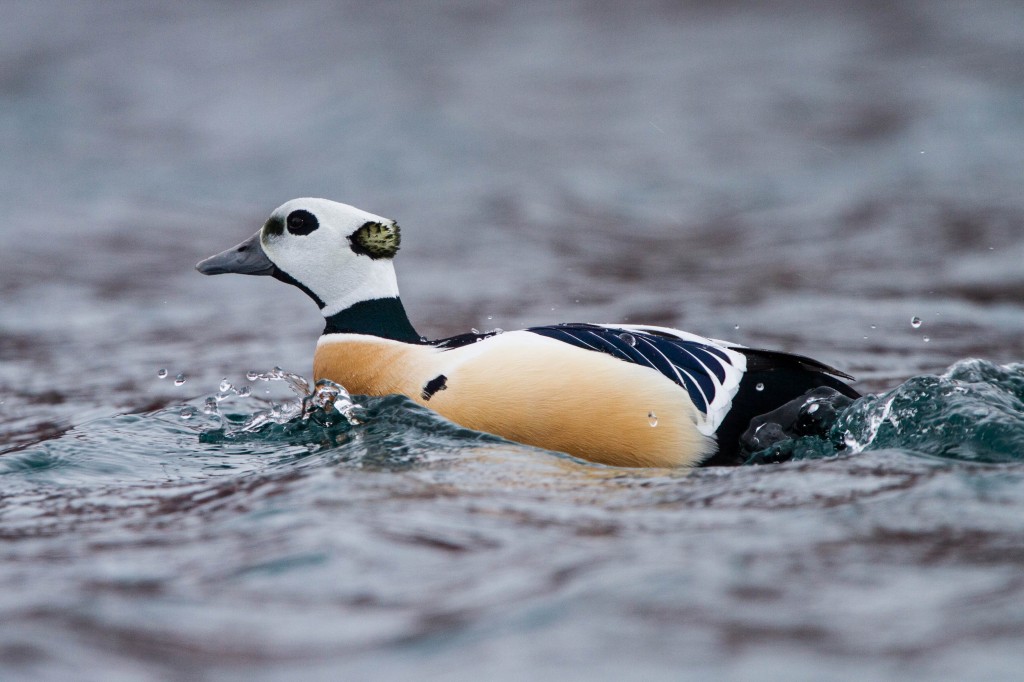 pato-eider-de-steller