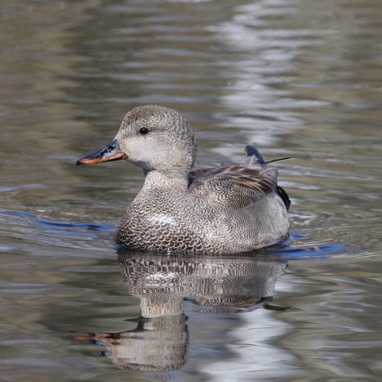  pato frisada