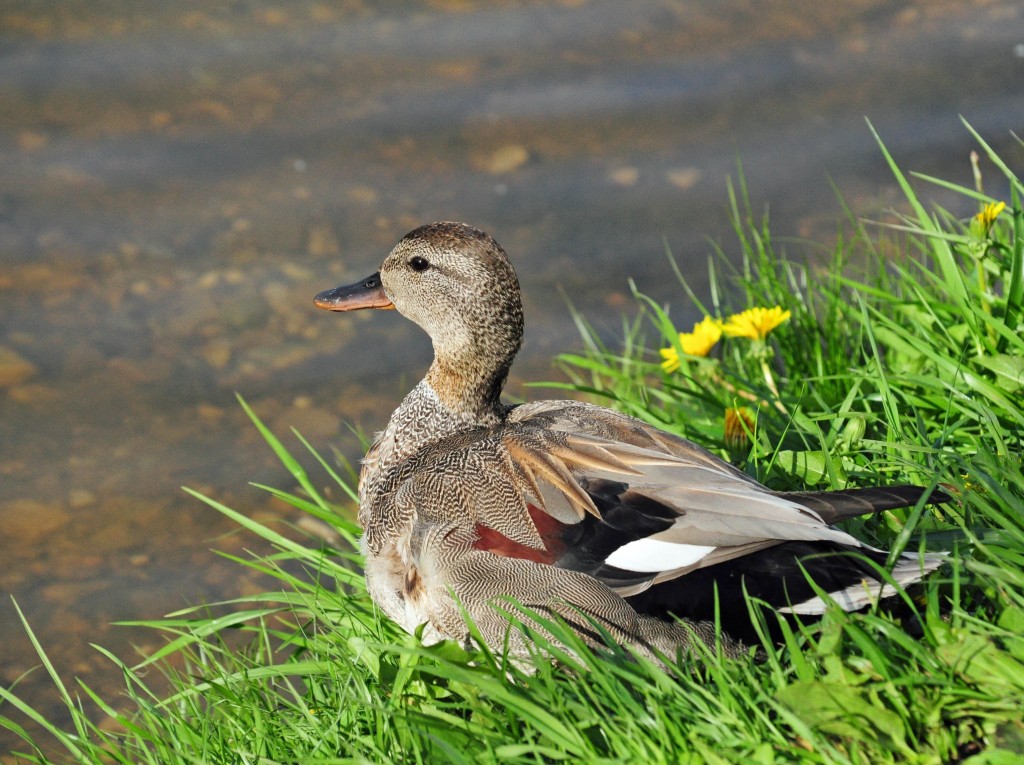  pato frisada