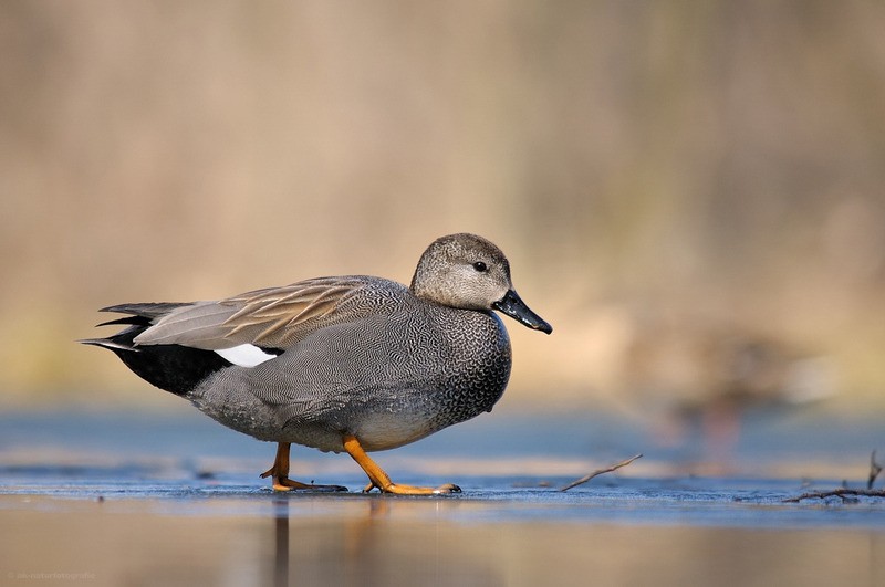 pato frisada (anas strepera)