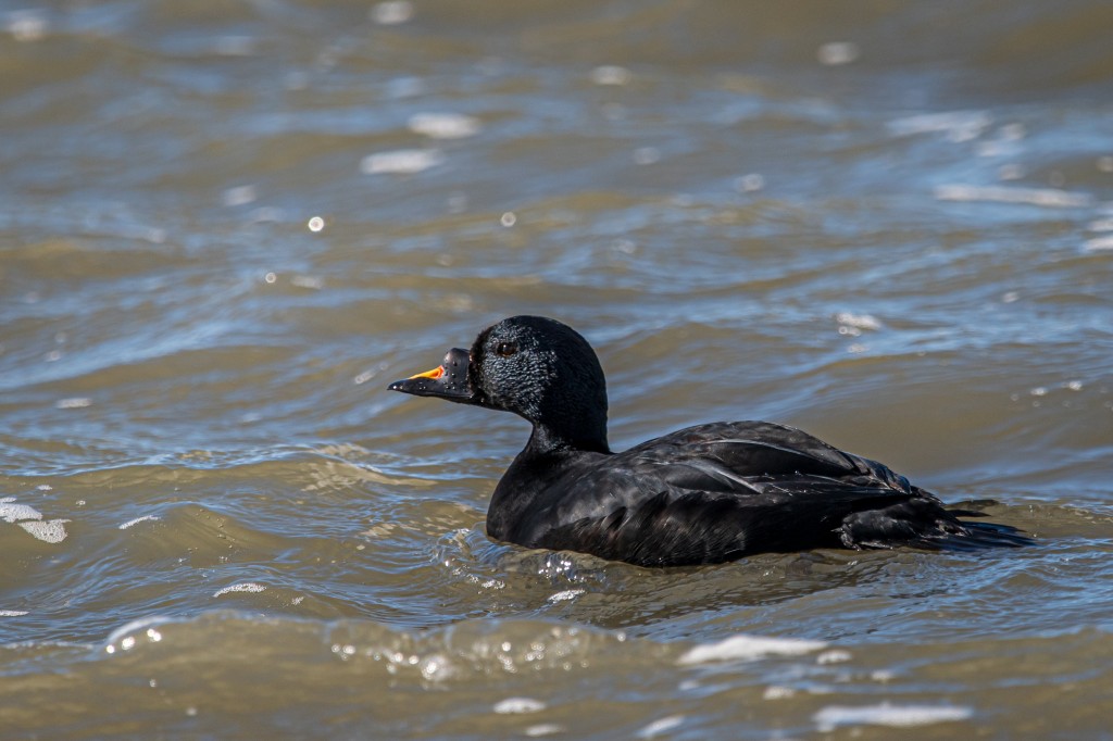 pato-negro