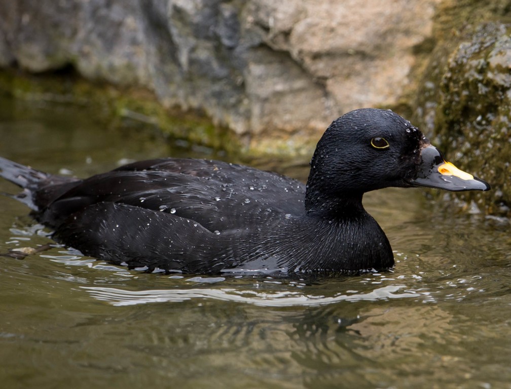 pato-negro