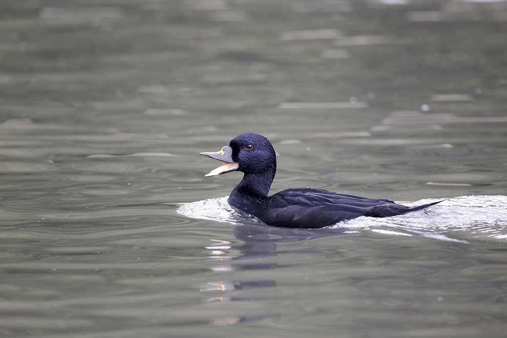 pato-negro