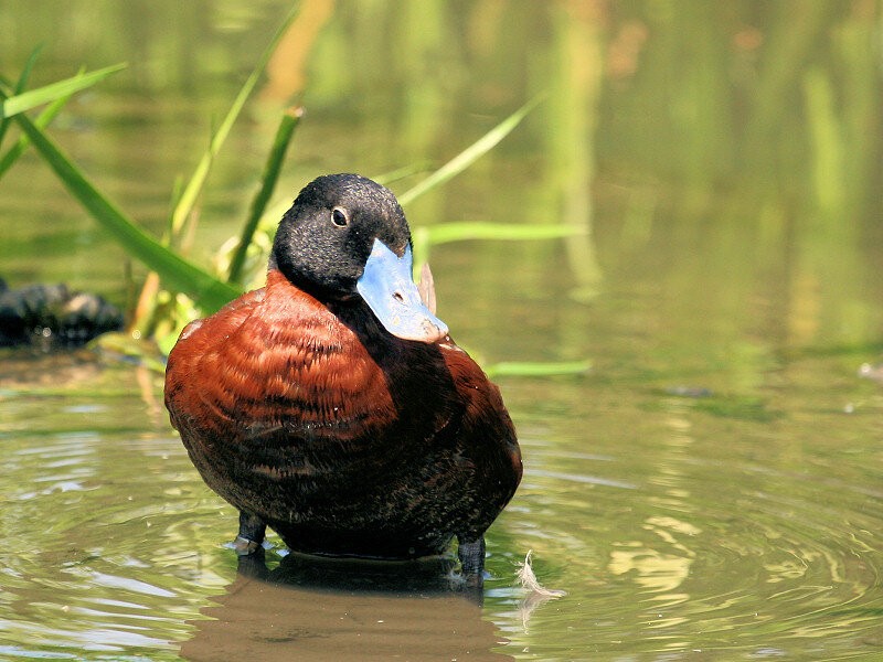 pato ruivo africano