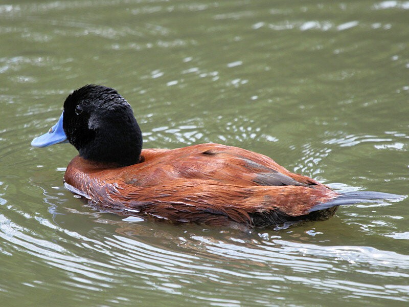 pato ruivo africano 