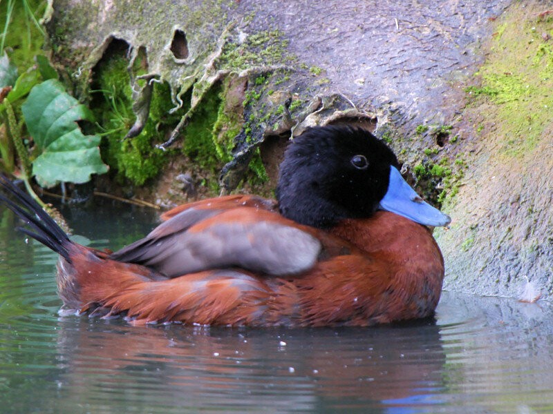 pato ruivo africano 