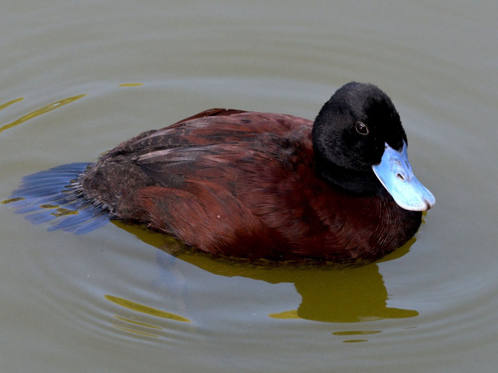 pato ruivo africano 