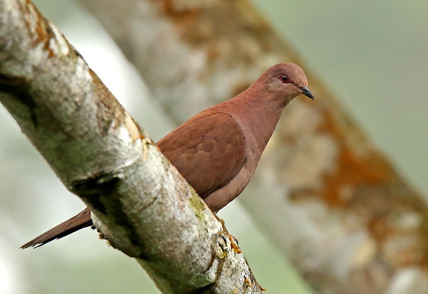 pomba-botafogo