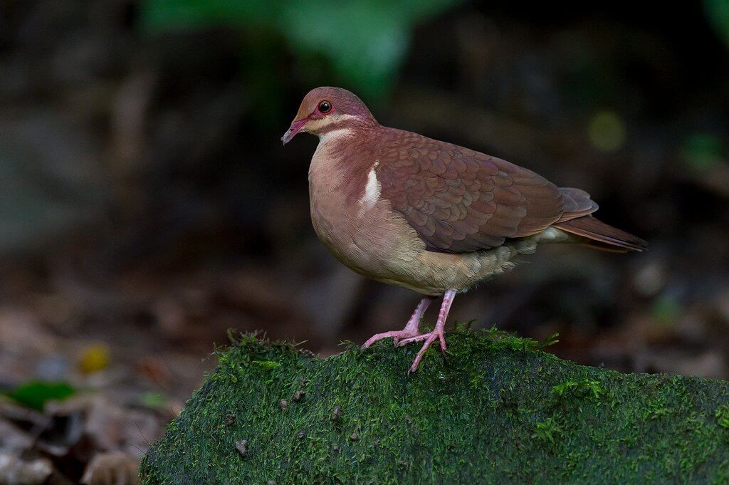 pomba-codorna roxa 