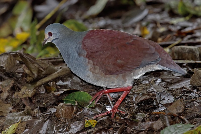 pomba-codorna roxa